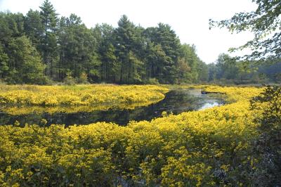 wildflowers bloom in a wetland